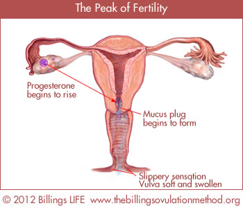 Peak of Fertility