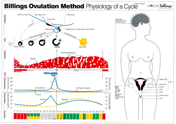 Physiology-of-Cycle